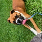 Red is registered to the contest to win money with this photo: animal, brown_dog, casual, closeup, companion, dog, face, freckles, grass, leash, lying_down, nature, nose_ring, outdoor, person, pet, playful, relaxation, summer, tongue