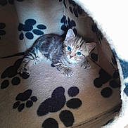 Meg is registered to the contest to win money with this photo: kitten, cat, blue_eyes, tabby, pet_bed, paw_prints, cozy, indoor, feline, cute, animal, small, fur, resting, looking, young, soft, comfort, domestic_cat, sleeping_area