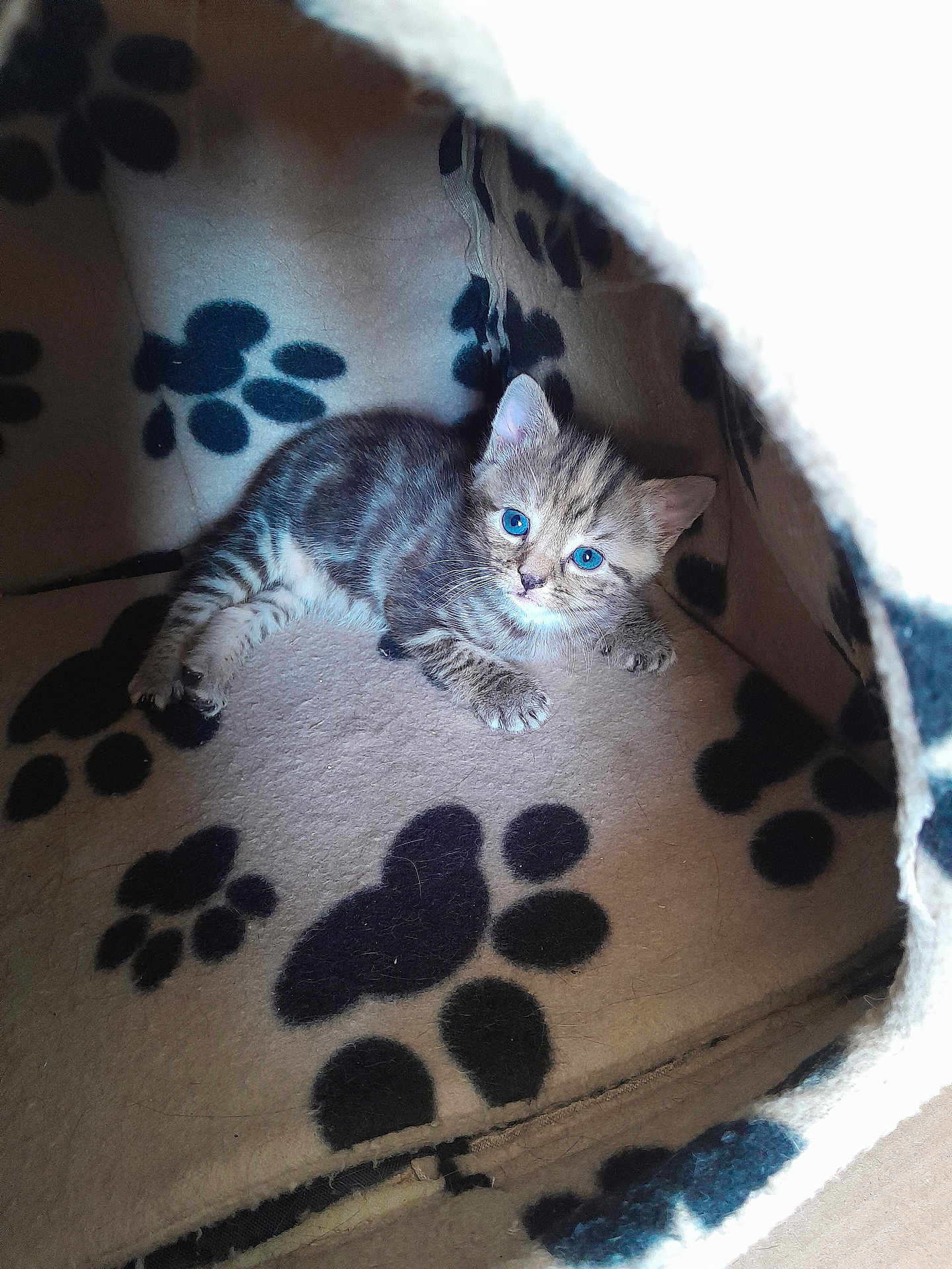 Meg is registered to the contest to win money with this photo: kitten, cat, blue_eyes, tabby, pet_bed, paw_prints, cozy, indoor, feline, cute, animal, small, fur, resting, looking, young, soft, comfort, domestic_cat, sleeping_area