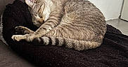 Nuage participe au concours pour gagner de l'argent avec cette photo : cat, tabby, sleeping, sleepy, curled_up, pet, animal, feline, fur, striped, tail, paws, blanket, couch, indoors, cozy, relaxed, nap, home, portrait