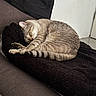 cat, tabby, sleeping, sleepy, curled_up, pet, animal, feline, fur, striped, tail, paws, blanket, couch, indoors, cozy, relaxed, nap, home, portrait