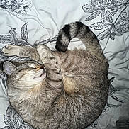 Nuage participe au concours pour gagner de l'argent avec cette photo : cat, tabby, sleeping, curled_up, belly_up, relaxed, furry, striped, tail, paws, whiskers, closed_eyes, pet, domestic_animal, bed, bedding, floral_pattern, indoors, cozy, photography