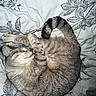 cat, tabby, sleeping, curled_up, belly_up, relaxed, furry, striped, tail, paws, whiskers, closed_eyes, pet, domestic_animal, bed, bedding, floral_pattern, indoors, cozy, photography