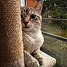 Nuage participe au concours pour gagner de l'argent avec cette photo : cat, kitten, tabby, silver_fur, striped_fur, pet, animal, whiskers, ears, paws, scratching_post, cat_tree, window, indoor, perched, sitting, curious, portrait, natural_light, outdoors
