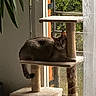 Nuage a rejoint le concours — aidez-le/la à gagner de superbes lots ! cat, gray_cat, pet, animal, feline, sitting, lying_down, cat_tree, scratching_post, window, curtain, indoor, home, cozy, relaxed, portrait, greenery, sunlight, plant, whiskers