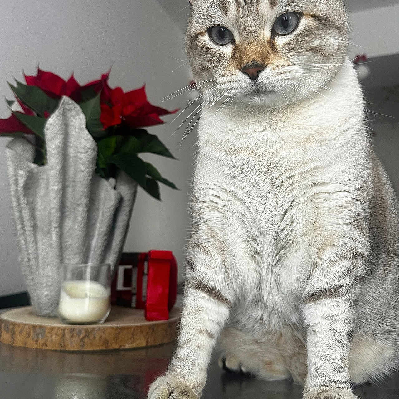 Nuage participe au concours pour gagner de l'argent avec cette photo : cat, tabby, silver_fur, pet, animal, portrait, sitting, indoors, home, poinsettia, flowers, candle, mug, table, reflection, whiskers, blue_eyes, ears, front_facing, photography