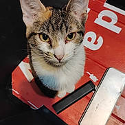 Rue is registered to the contest to win money with this photo: cat, tabby, pet, animal, green_eyes, fur, whiskers, cardboard_box, red, white_text, indoor, looking_up, close_up, cute, domestic, feline, curious, sitting, face, ears