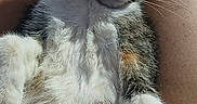 Rue is registered to the contest to win money with this photo: cat, pet, animal, relaxed, lap, indoor, feline, fur, whiskers, ears, legs, person, skin, home, furniture, bottle, basket, table, blue_wall, casual