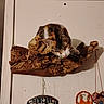 Rue is registered to the contest to win money with this photo: cat, wood, door, decoration, dreamcatcher, heart, curious, pet, indoor, mounted, wall, animal, feline, colorful, ornament, hanging, closeup, texture, pattern, household
