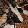 Rue joined the competition — help win amazing prizes! cat, kitten, tabby_cat, sleeping, newborn, animal, fur, carpet, indoor, mother, cuddle, pet, resting, closeup, mammal, cute, domestic_animal, young_animal, warm, comfort