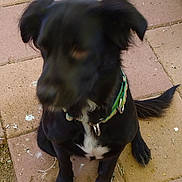 Mocha is registered to the contest to win money with this photo: dog, black_dog, collar, pet, animal, sitting, outdoor, pavement, tiles, tail, paw, fur, canine, domestic_animal, companion, blurred, green_collar, floor, side_view, young_dog