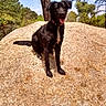 adventure, animal, black_dog, canine, collar, daytime, dog, forest, happy, landscape, nature, outdoor, pet, rock, sitting, sky, sunny, tongue_out, tree, wildlife
