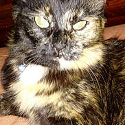 Sassy joined the competition — help win amazing prizes! cat, tortoiseshell, pet, feline, close_up, animal, indoor, fur, whiskers, ears, eyes, collar, domestic, cute, resting, looking, face, portrait, soft_surface, wood_background