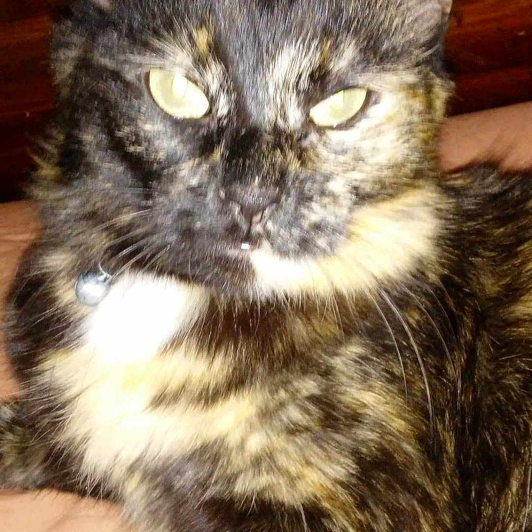 Sassy joined the competition — help win amazing prizes! cat, tortoiseshell, pet, feline, close_up, animal, indoor, fur, whiskers, ears, eyes, collar, domestic, cute, resting, looking, face, portrait, soft_surface, wood_background