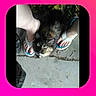 Sassy joined the competition — help win amazing prizes! animal, blurry, casual, cat, close_up, concrete_floor, domestic_animal, feet, flip_flops, footwear, ground, low_resolution, outdoor, paw, pet, pink_border, snapshot, summer, toes, tortoiseshell_cat