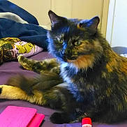 Sassy is registered to the contest to win money with this photo: animal, bed, blanket, cat, closeup, comfortable, cozy, curious, domestic, ears, feline, fur, indoor, looking, pet, pink_item, purple_bedspread, relaxed, resting, tortoiseshell