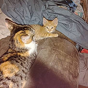 Lil Red joined the competition — help win amazing prizes! cat, kitten, calico_cat, orange_tabby, feline, couch, blanket, indoor, pet, animal, fur, resting, curious, cozy, domestic, mammal, whiskers, ears, soft, relaxing