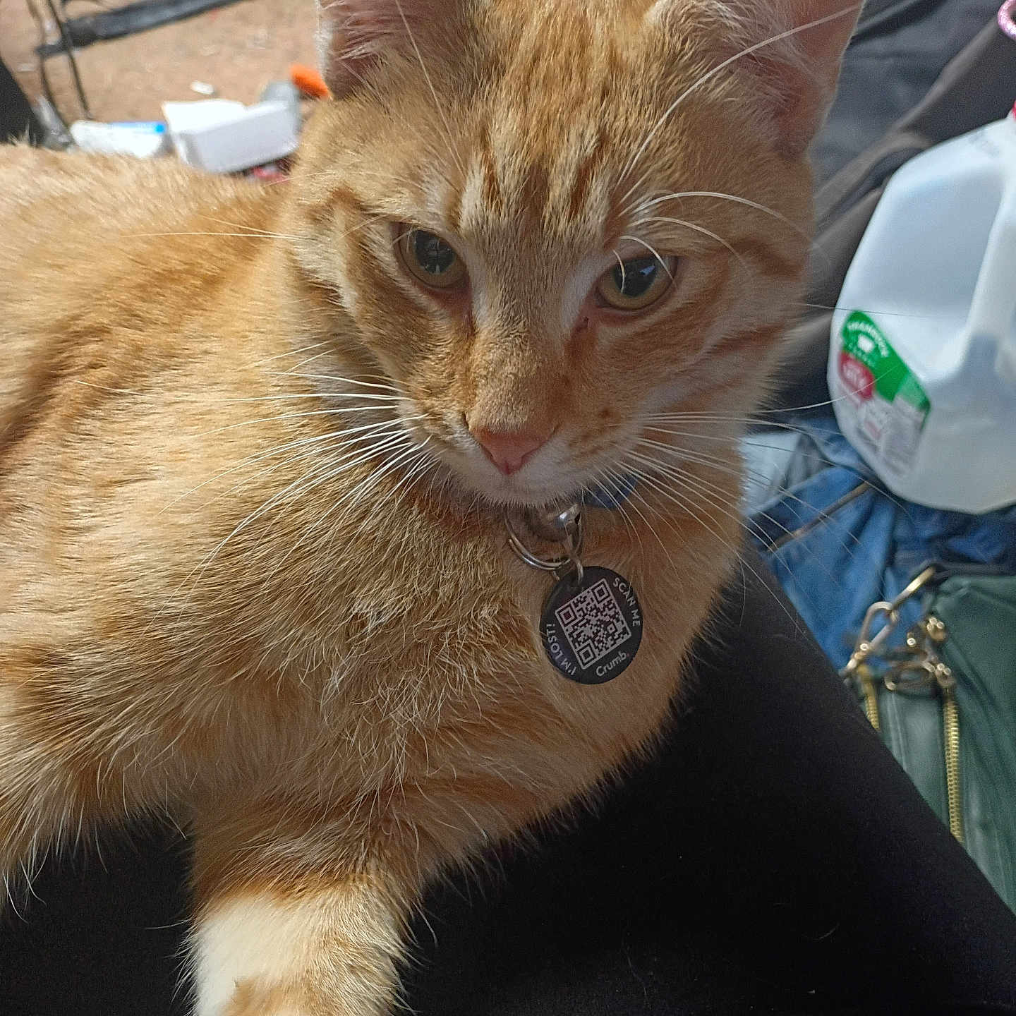 Lil Red is registered to the contest to win money with this photo: cat, orange_tabby, pet, collar, qr_code, indoor, milk_jug, clutter, fur, whiskers, animal, domestic, relaxed, closeup, orange_fur, ear, eye, paw, household_items, background