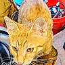 Lil Red is registered to the contest to win money with this photo: cat, orange_tabby, close_up, whiskers, ears, glove, workshop, tools, red_bucket, background, curious, animal, pet, feline, indoor, yellow_eyes, fur, claw, texture, domestic_cat