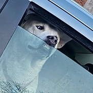 Axel is registered to the contest to win money with this photo: dog, car, window, reflection, teeth, animal, pet, face, closeup, glass, outdoor, vehicle, funny_expression, white_dog, sky, tree, urban, daytime, muzzle, snout