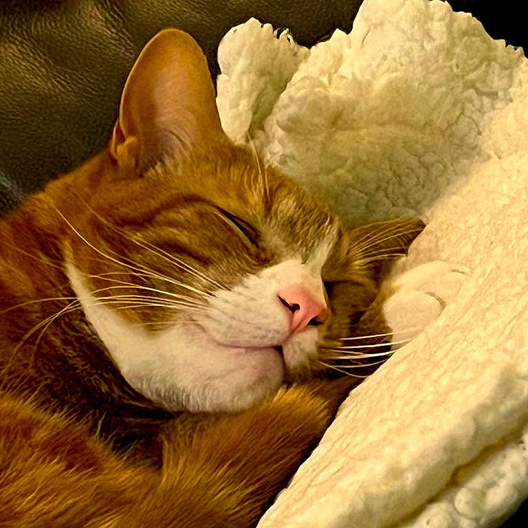 Jasper joined the competition — help win amazing prizes! abyssinian, animal, blanket, cat, couch, cushion, furniture, homedecor, kitten, manx, person, pet, quilt, sleeping, snout, towel