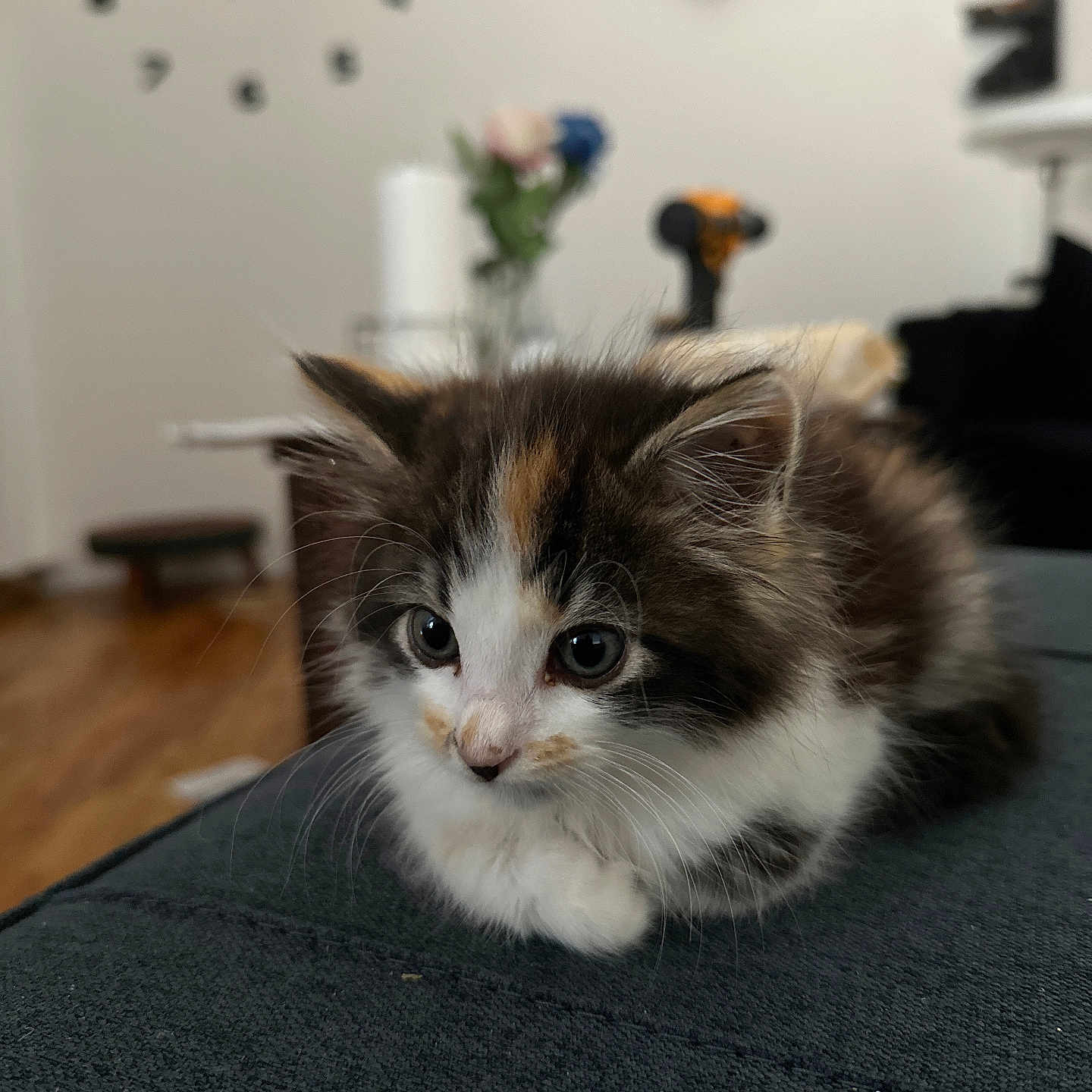 Simba is registered to the contest to win money with this photo: abyssinian, animal, architecture, building, cat, couch, flower, furniture, hardwood, indoors, kitten, livingroom, manx, person, pet, plant, plywood, room, siamese, wood