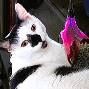 Sidney Crosby is registered to the contest to win money with this photo: cat, black_and_white, pet, animal, indoor, feather_toy, curious, close_up, whiskers, feline, playful, portrait, fur, eye_contact, domestic_cat, head_tilt, cute, soft_light, texture, background_blur