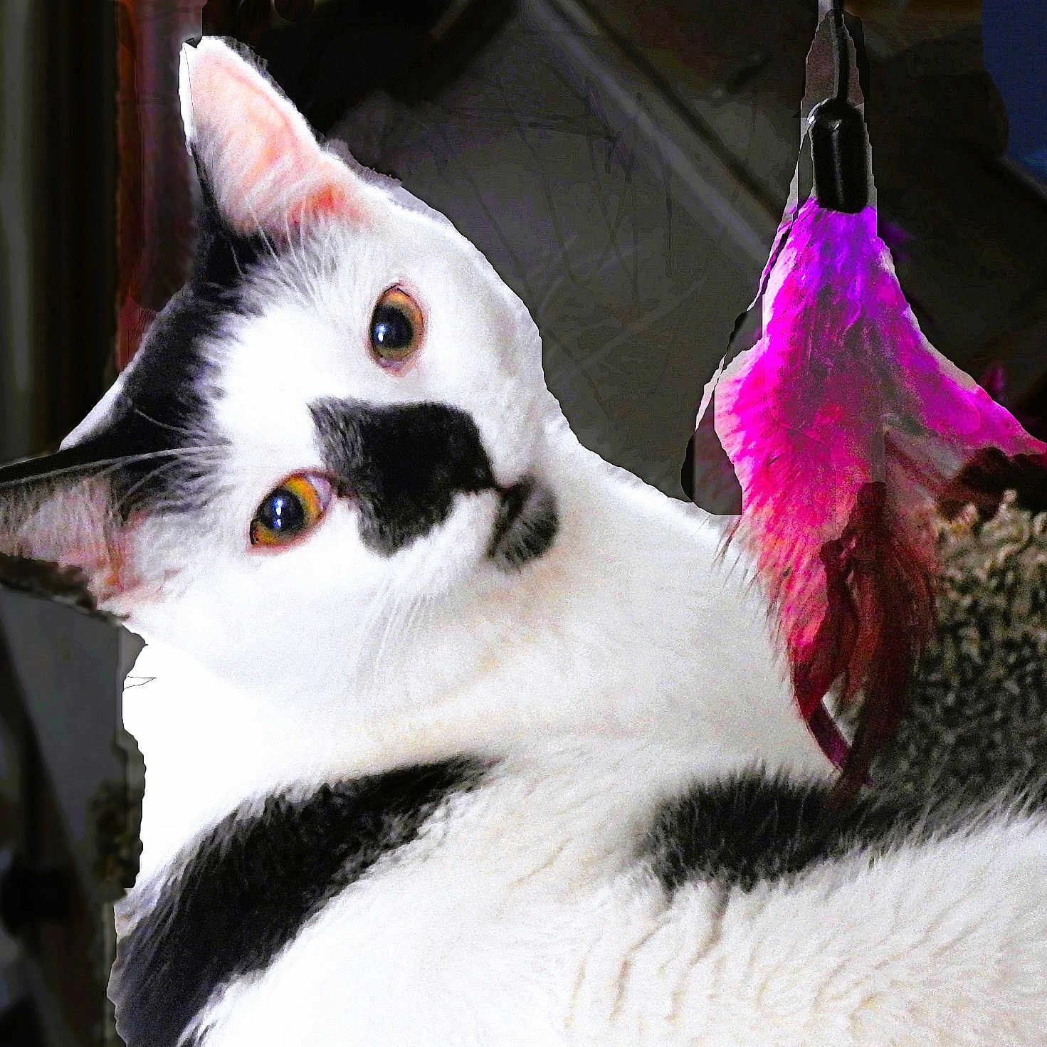 Sidney Crosby is registered to the contest to win money with this photo: animal, background_blur, black_and_white, cat, close_up, curious, cute, domestic_cat, eye_contact, feather_toy, feline, fur, head_tilt, indoor, pet, playful, portrait, soft_light, texture, whiskers