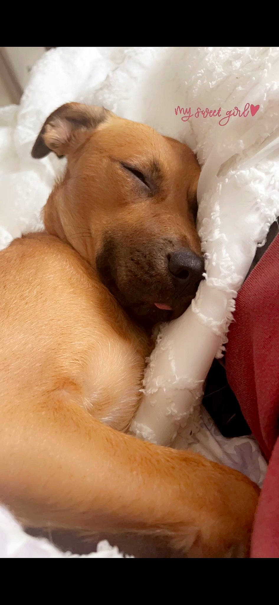 Juno is registered to the contest to win money with this photo: canidae, carnivore, comfort, companion_dog, dog, dog_breed, ear, fawn, fur, non_sporting_group, paw, snout, sporting_group, terrestrial_animal, trunk, whiskers, working_animal