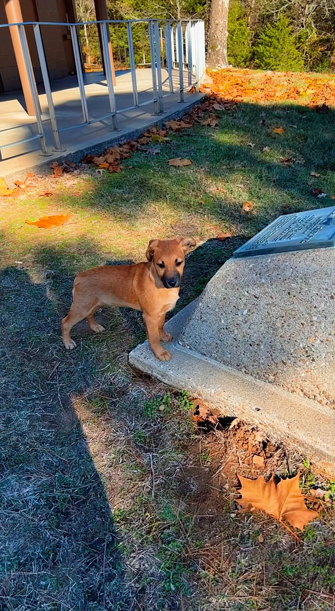 Juno is registered to the contest to win money with this photo: asphalt, carnivore, companion_dog, curb, dog, dog_breed, fawn, grass, landscape, plant, road, road_surface, shadow, sidewalk, soil, street_dog, tail, tints_and_shades, working_dog, yard