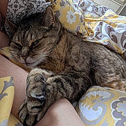 Misty joined the competition — help win amazing prizes! bedding, blanket, cat, close_up, cozy, domestic_cat, feline, fur, gray, human_arm, indoor, patterned_textile, paw, pet, portrait, purr, sleepy, tabby_cat, whiskers, yellow