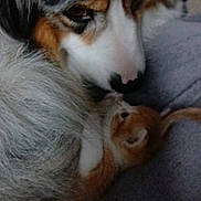 Timber participe au concours pour gagner de l'argent avec cette photo : animal, bond, closeup, comfort, companion, cozy, cute, dog, face, friendship, fur, indoor, kitten, mammal, nose, pet, sleepy, snuggling, soft, whiskers