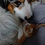 animal, bond, closeup, comfort, companion, cozy, cute, dog, face, friendship, fur, indoor, kitten, mammal, nose, pet, sleepy, snuggling, soft, whiskers