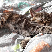 Praline a rejoint le concours — aidez-le/la à gagner de superbes lots ! american_shorthair, american_wirehair, asian, australian_mist, california_spangled, carnivore, cat, domestic_short_haired_cat, dragon_li, european_shorthair, felidae, kitten, mammal, nap, pixie_bob, sleep, small_to_medium_sized_cats, tabby_cat, whiskers, wild_cat