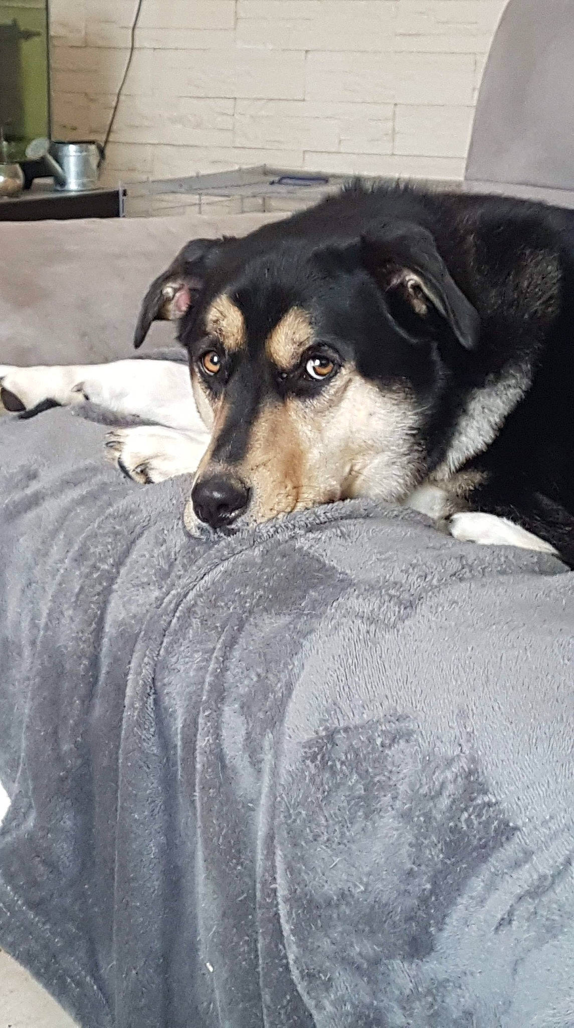 Yoshi a rejoint le concours — aidez-le/la à gagner de superbes lots ! canidae, carnivore, comfort, companion_dog, dog, dog_breed, fur, grey, linens, serveware, snout, sporting_group, vertebrate, whiskers, working_animal, working_dog