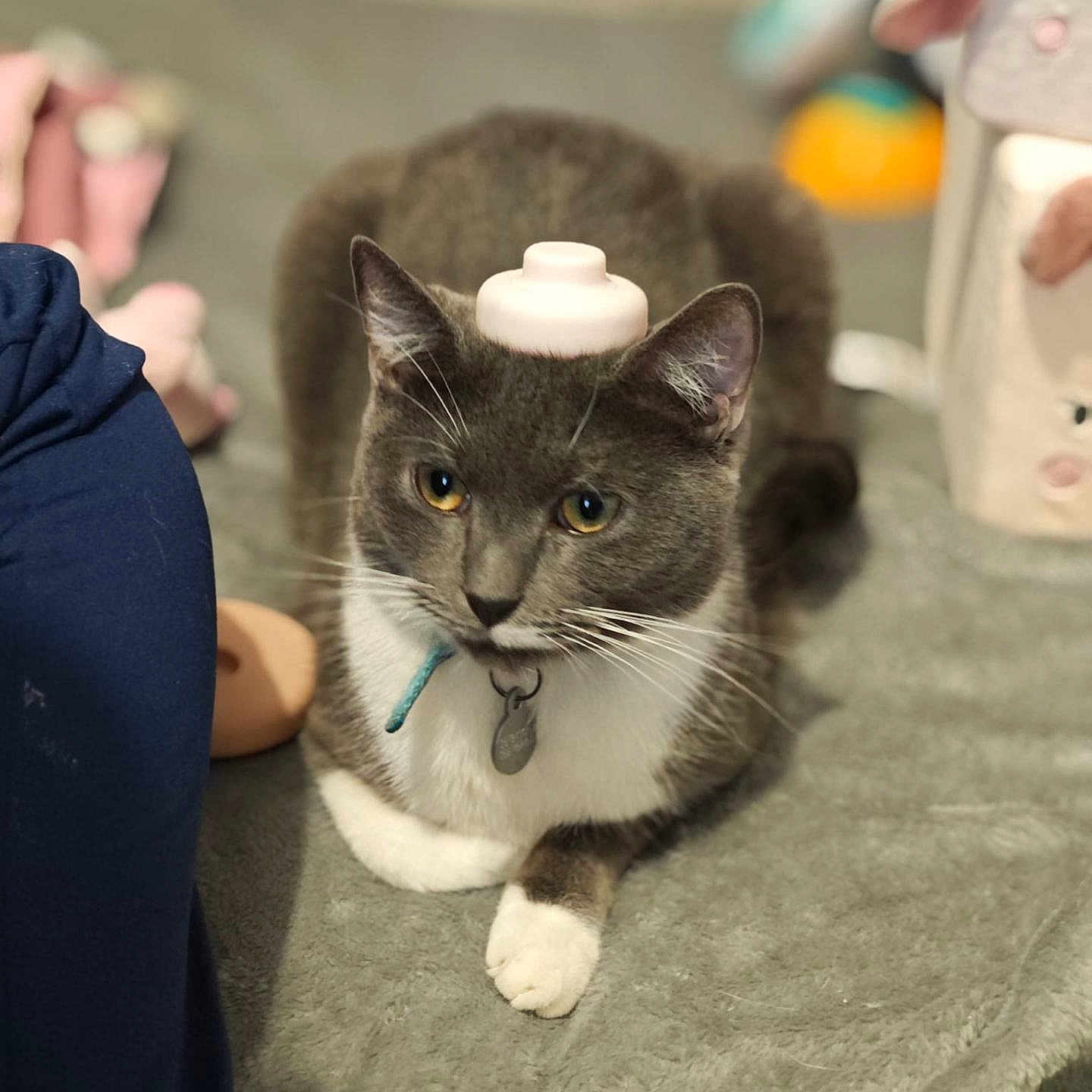 Cookie