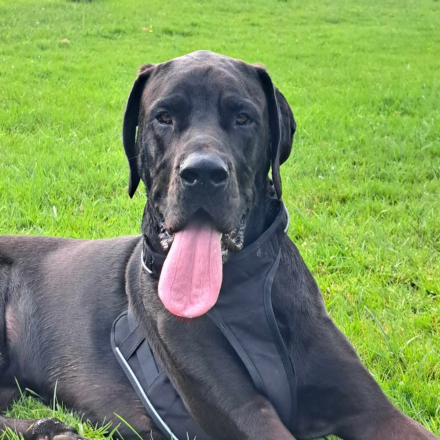 Tamalou a rejoint le concours — aidez-le/la à gagner de superbes lots ! animal, black_dog, canine, dog, ears, field, friendly, grass, green, harness, large_dog, lying_down, muzzle, nature, outdoor, paw, pet, relaxed, sunlight, tongue_out