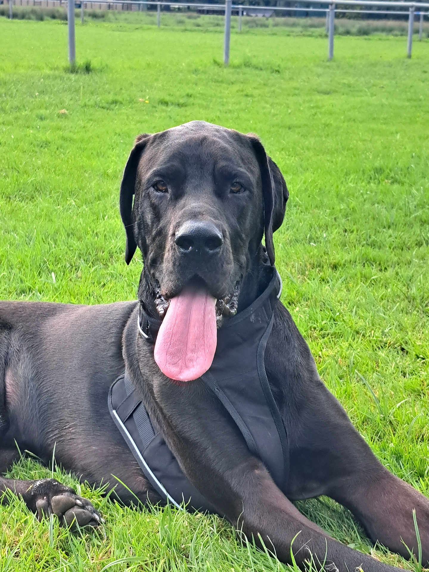 Tamalou a rejoint le concours — aidez-le/la à gagner de superbes lots ! dog, black_dog, grass, outdoor, animal, canine, pet, lying_down, tongue_out, harness, field, nature, friendly, large_dog, muzzle, ears, paw, green, sunlight, relaxed
