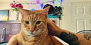 Willy And Hamish is registered to the contest to win money with this photo: animal, cat, cozy, decor, door, eyes, flowers, fur, furniture, hand, home, indoor, orange_tabby, person, pet, relaxing, string_lights, tattoo, vase, whiskers
