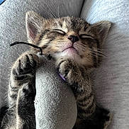 Mini is registered to the contest to win money with this photo: adorable, animal, claws, closeup, cozy, cute, feline, fur, indoor, kitten, lap, paws, pet, relaxed, resting, sleeping, soft_toy, tabby, toy_mouse, whiskers