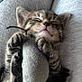 adorable, animal, claws, closeup, cozy, cute, feline, fur, indoor, kitten, lap, paws, pet, relaxed, resting, sleeping, soft_toy, tabby, toy_mouse, whiskers