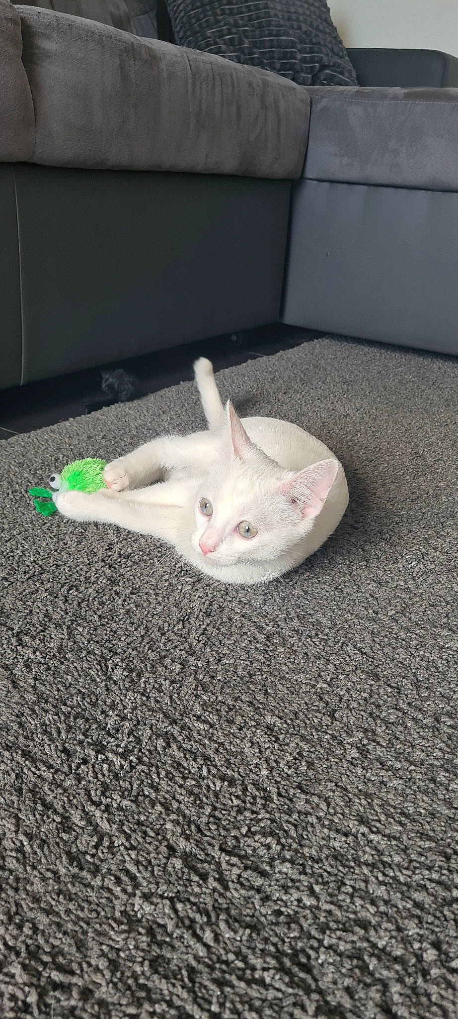 Néve a rejoint le concours — aidez-le/la à gagner de superbes lots ! cat, fawn, felidae, floor, flooring, khao_manee, sand, small_to_medium_sized_cats, tail, turkish_angora, whiskers