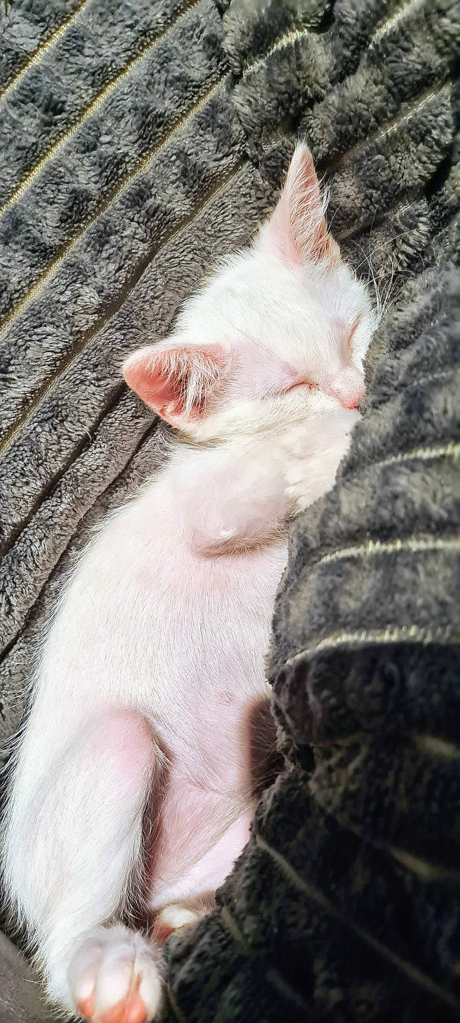 Néve a rejoint le concours — aidez-le/la à gagner de superbes lots ! asian, carnivore, cat, colorpoint_shorthair, cornish_rex, ear, fawn, felidae, fur, german_rex, khao_manee, kitten, polydactyl_cat, skin, small_to_medium_sized_cats, snout, tail, turkish_angora, turkish_van, whiskers