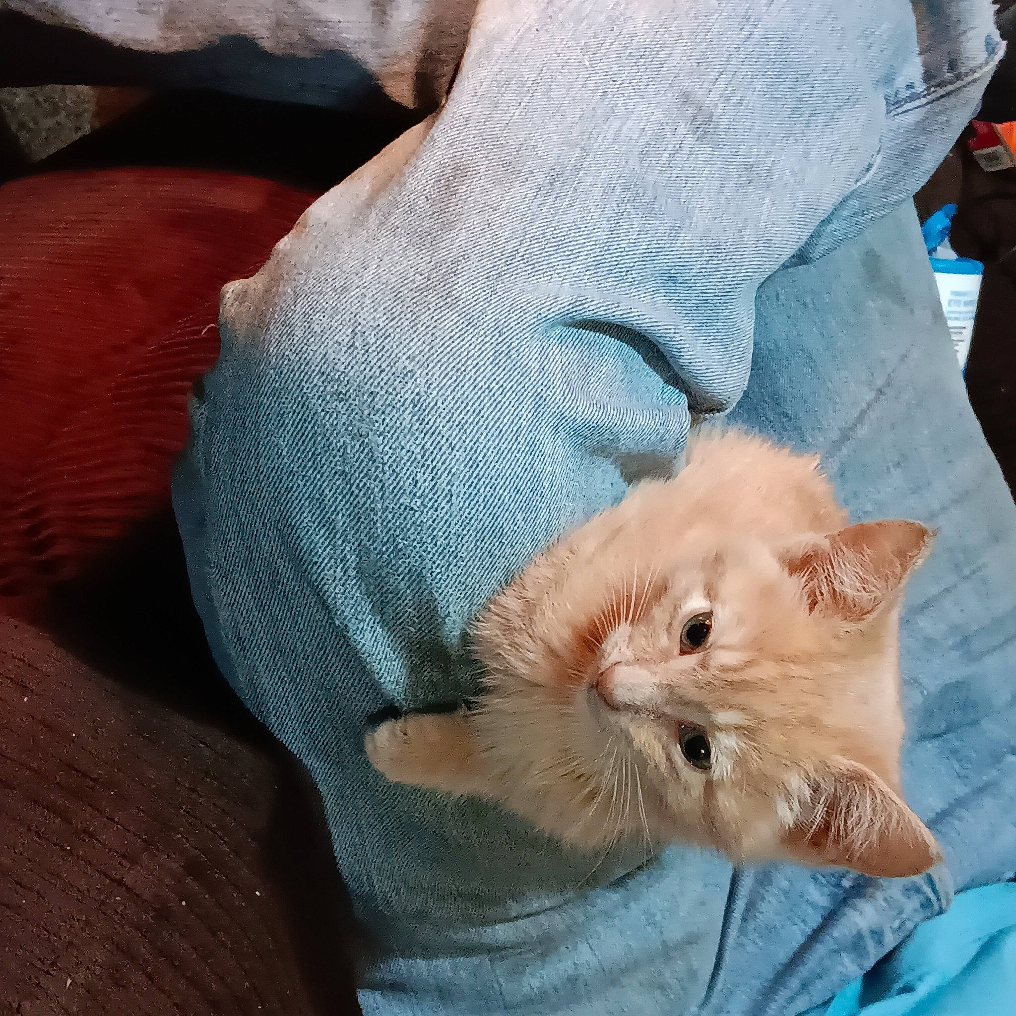 Sassy is registered to the contest to win money with this photo: canidae, carnivore, cat, claw, comfort, electric_blue, fawn, felidae, foot, fur, gesture, human_leg, linens, nail, nap, paw, small_to_medium_sized_cats, snout, whiskers, wrinkle