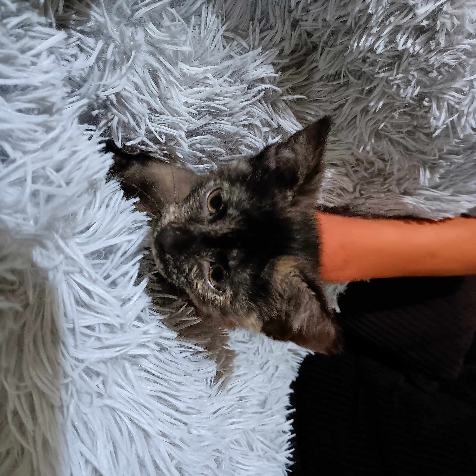 Bat Cat
