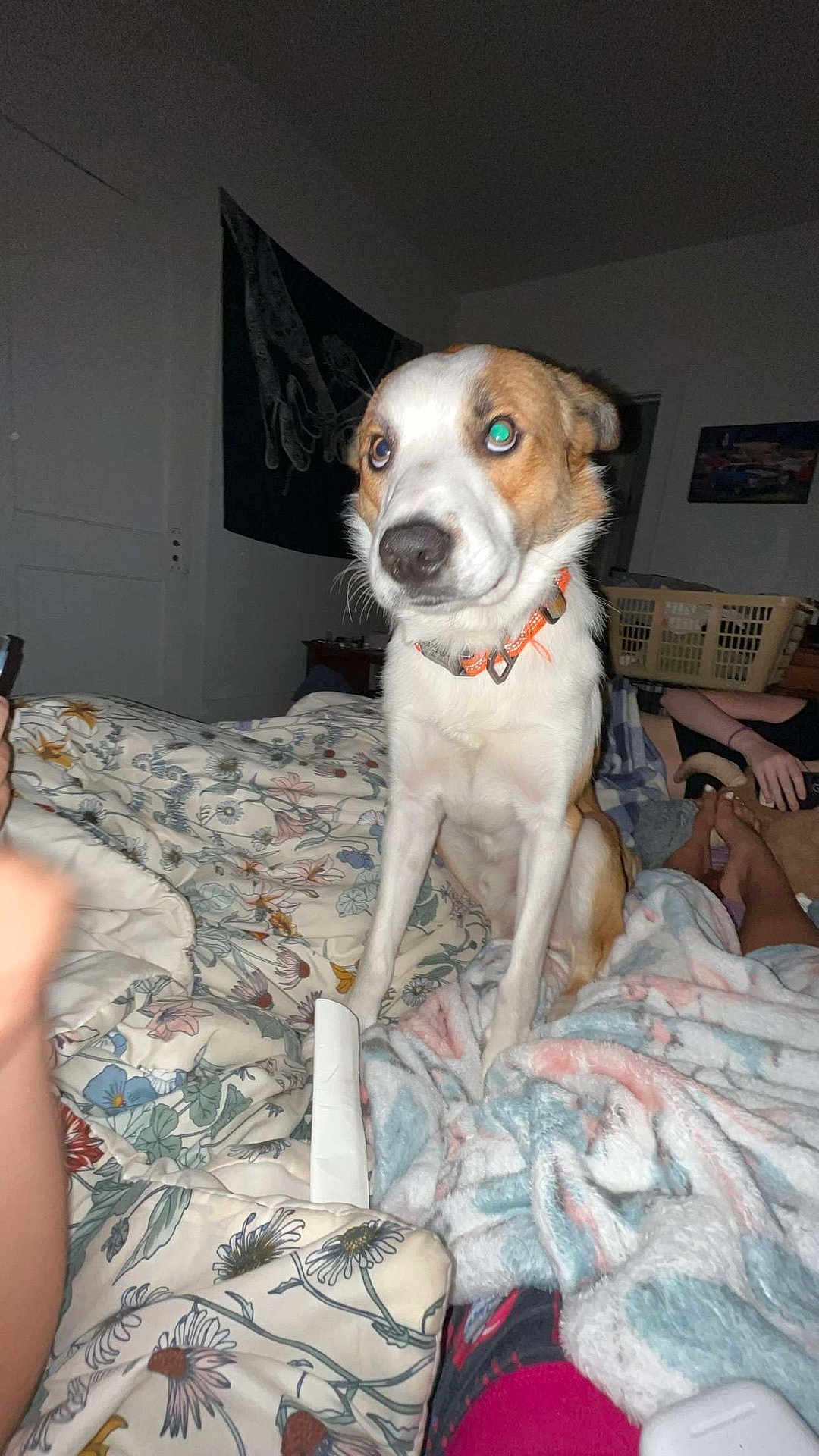Diesel joined the competition — help win amazing prizes! dog, bed, blanket, floral_pattern, orange_collar, indoor, laundry_basket, furniture, person, footwear, hand, wall_art, flash, pet, curious, sitting, home, animal, cozy, night