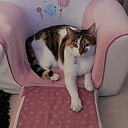 Stitch participe au concours pour gagner de l'argent avec cette photo : animal, bird, cat, chair, cozy, cute, domestic, flower, furniture, home, indoor, mammal, paw, pet, pink, relaxed, resting, scratching_post, small_chair, white