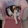 animal, bird, cat, chair, cozy, cute, domestic, flower, furniture, home, indoor, mammal, paw, pet, pink, relaxed, resting, scratching_post, small_chair, white