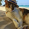 Stitch a rejoint le concours — aidez-le/la à gagner de superbes lots ! animal, beach, cat, closeup, hat, nature, ocean, outdoor, palm_tree, paw, pet, portrait, relaxed, sand, sea, sky, straw_hat, summer, sunny, vacation