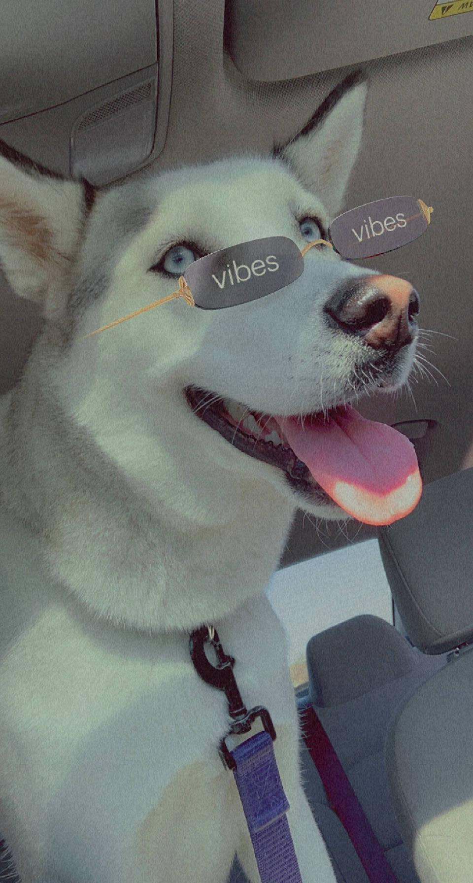 Luna joined the competition — help win amazing prizes! canidae, canis, carnivore, collar, companion_dog, dog, dog_breed, dog_collar, dog_supply, fang, fur, siberian_husky, smile, snout, sporting_group, whiskers, white, wolf, working_animal, working_dog